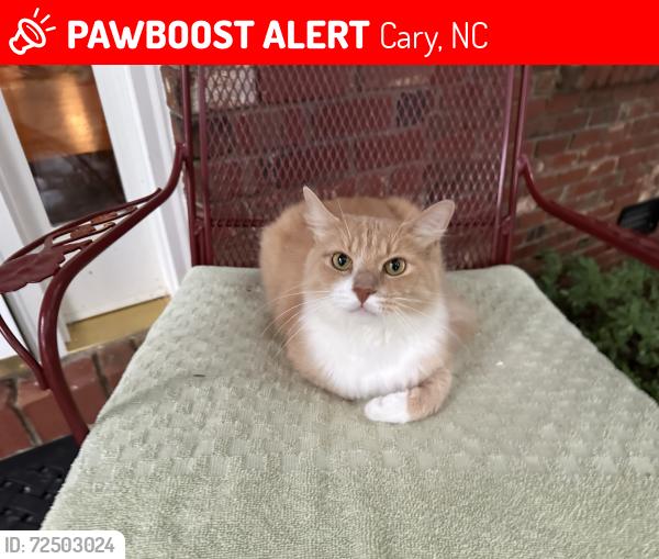 Lost Male Cat last seen Weston Pointe subdivision in north Cary, NC, Cary, NC 27513