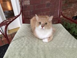 Lost Male Cat last seen Weston Pointe subdivision in north Cary, NC, Cary, NC 27513