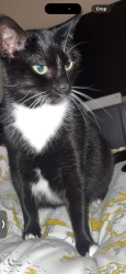 Lost Female Cat last seen Herkomer road, Conwy Principal Area, Wales LL30 2JA