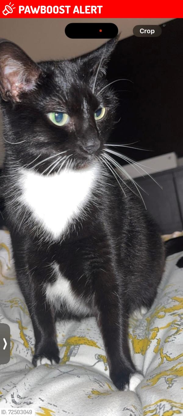 Lost Female Cat last seen Herkomer road, Conwy Principal Area, Wales LL30 2JA