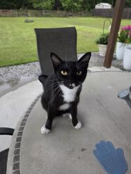 Lost Female Cat last seen Courthouse Rd and Kingsley Dr North , Effingham County, GA 31312