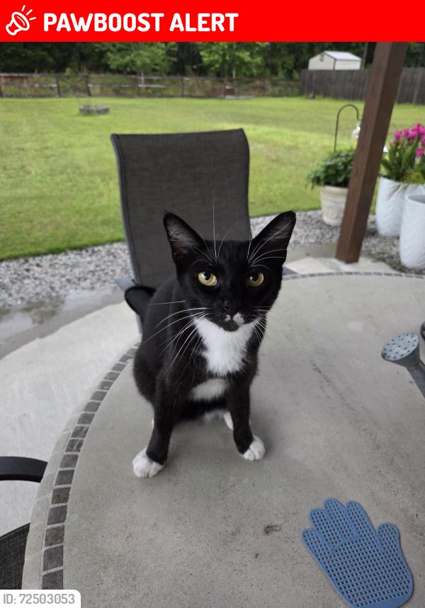 Lost Female Cat last seen Courthouse Rd and Kingsley Dr North , Effingham County, GA 31312