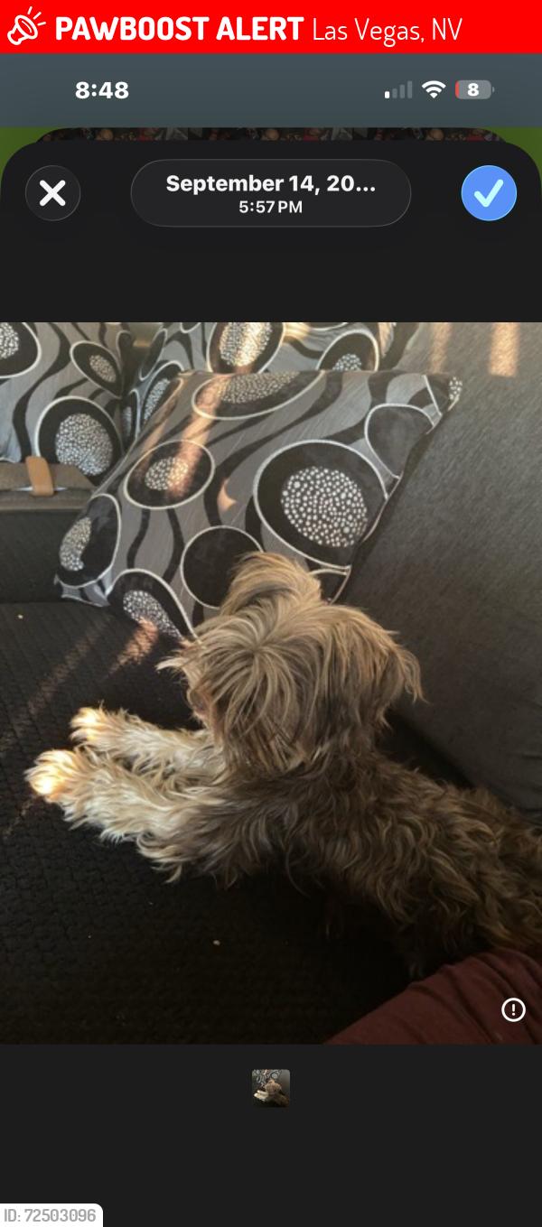 Lost Female Dog last seen Durango 89149, Las Vegas, NV 89149
