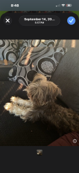 Lost Female Dog last seen Durango 89149, Las Vegas, NV 89149