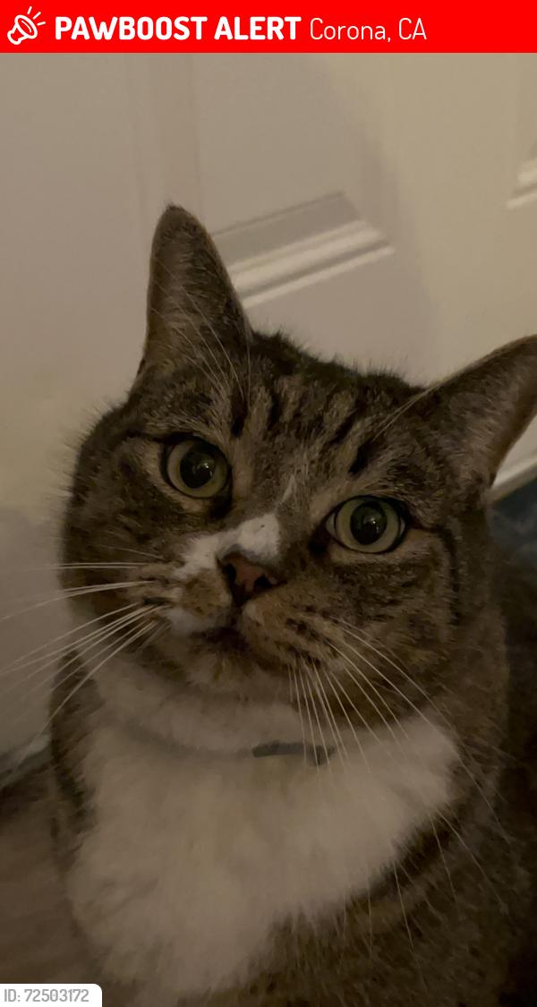 Lost Male Cat last seen Concord and Wagoner , Corona, CA 92879