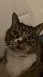 Lost Male Cat last seen Concord and Wagoner , Corona, CA 92879