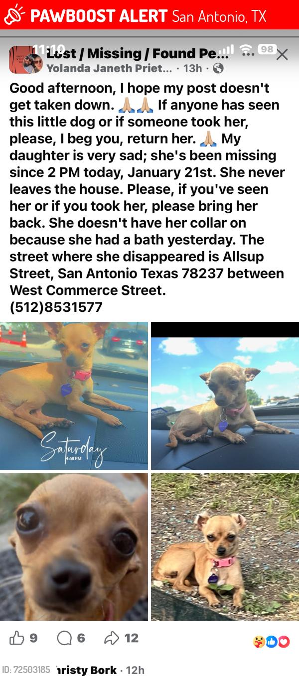 Lost Female Dog last seen West commerce allsup, San Antonio, TX 78237
