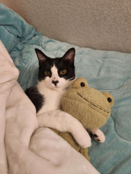 Lost Male Cat last seen N Everett street and N Cedar street, Glendale, CA 91206