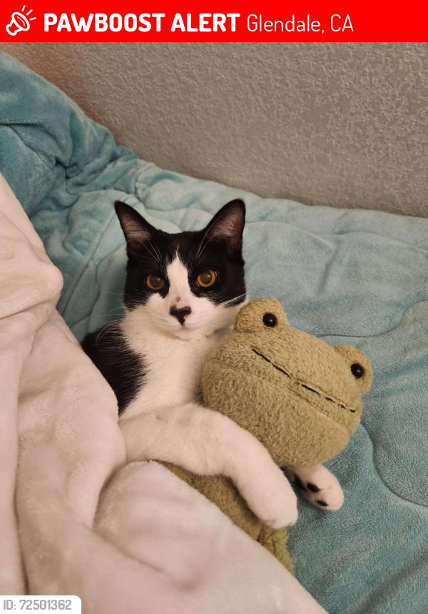 Lost Male Cat last seen N Everett street and N Cedar street, Glendale, CA 91206