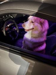 Reunited Male Dog last seen Near E Belmont Ave, Fresno, CA 93727, USA, Fresno, CA 93727