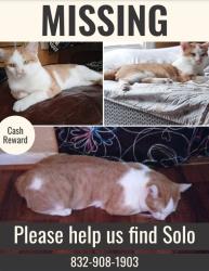 Lost Male Cat last seen Antoine Dr, Houston, TX 77088