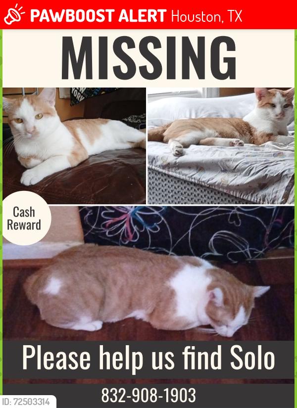 Lost Male Cat last seen Antoine Dr, Houston, TX 77088
