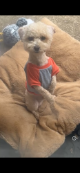 Lost Male Dog last seen Oak shadow lane , Montgomery, AL 36116