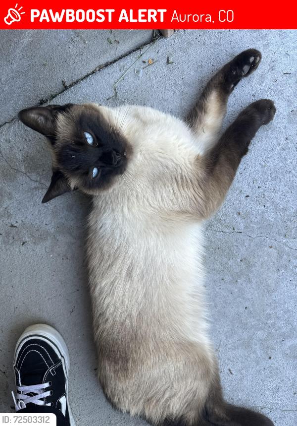 Lost Male Cat last seen Highland park east, Aurora, CO 80010