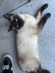 Lost Male Cat last seen Highland park east, Aurora, CO 80010