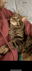 Lost Male Cat last seen Between south and chestnut hill. , East Aurora, NY 14052