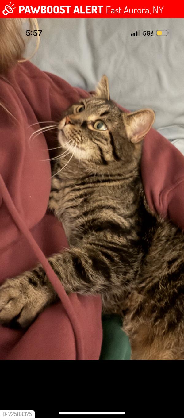 Lost Male Cat last seen Between south and chestnut hill. , East Aurora, NY 14052