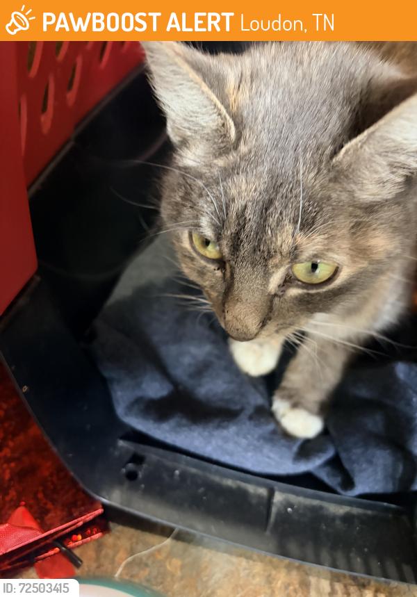 Found/Stray Female Cat last seen Loudon, Loudon, TN 37774