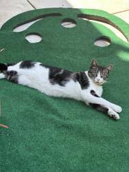 Lost Female Cat last seen IKEA South Coast / Susan & Sunflower Post office , Costa Mesa, CA 92626