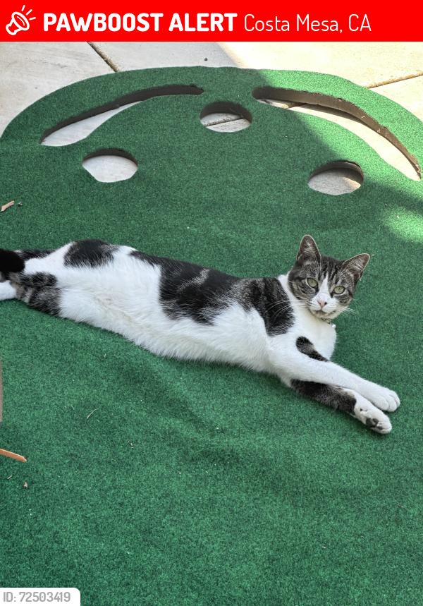 Lost Female Cat last seen IKEA South Coast / Susan & Sunflower Post office , Costa Mesa, CA 92626