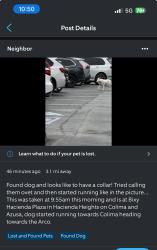 Lost Unknown Dog last seen Hacienda heights Colima and Azusa , Hacienda Heights, CA 91745