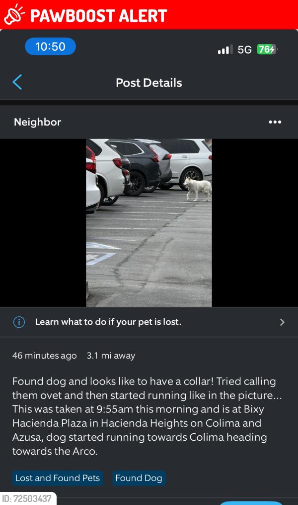 Lost Unknown Dog last seen Hacienda heights Colima and Azusa , Hacienda Heights, CA 91745