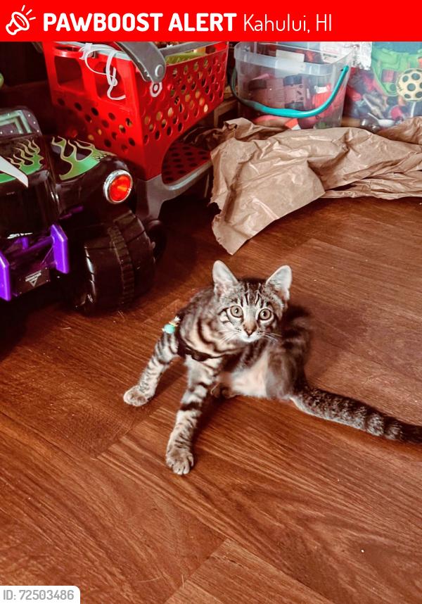 Lost Female Cat last seen In zippys parking lot, Kahului, HI 96732