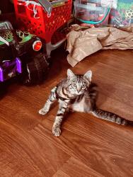 Lost Female Cat last seen In zippys parking lot, Kahului, HI 96732
