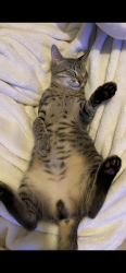 Lost Male Cat last seen Parkwood village apmts , Douglasville, GA 30135