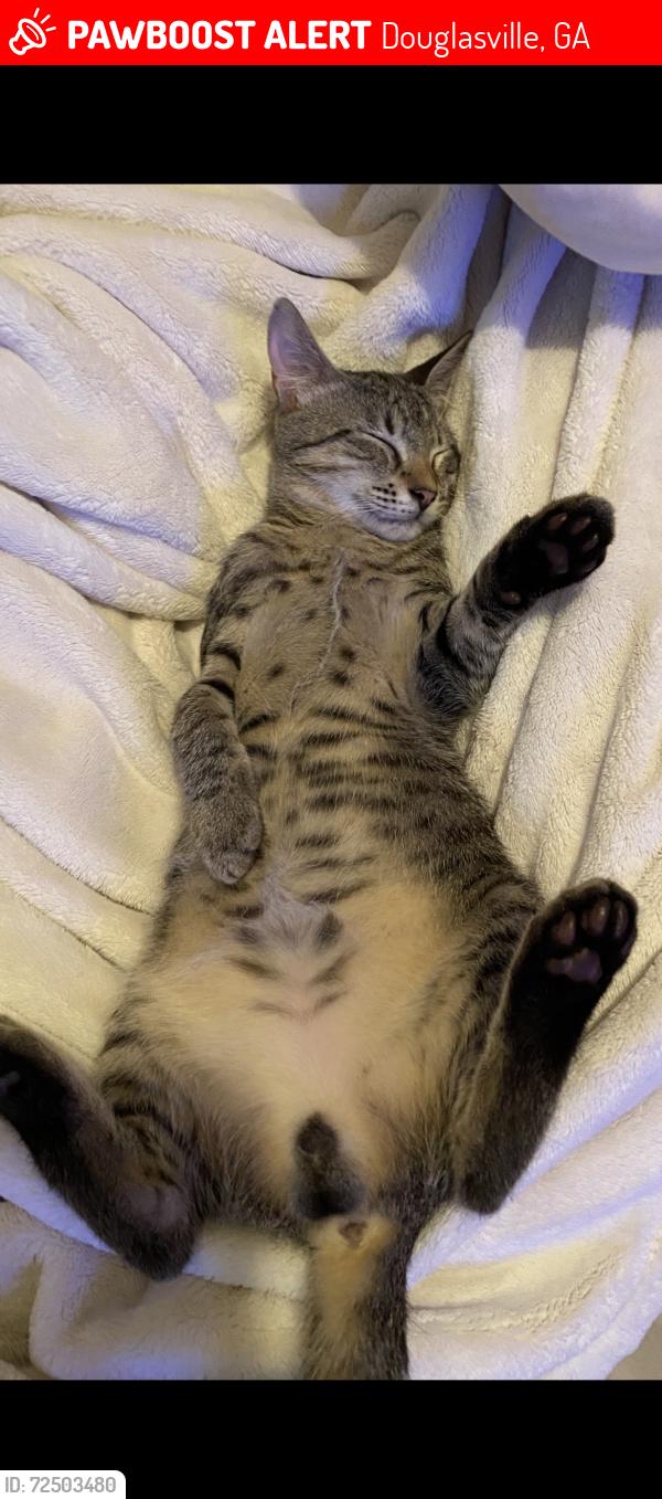 Lost Male Cat last seen Parkwood village apmts , Douglasville, GA 30135