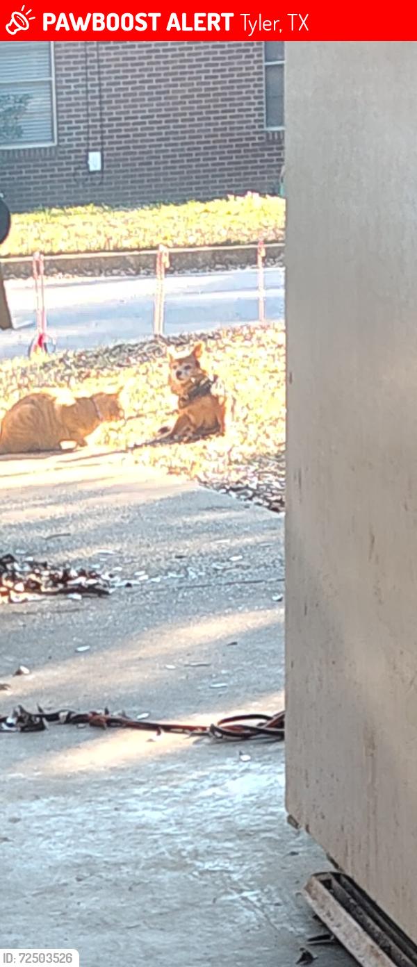 Lost Male Dog last seen TJC area, Tyler, TX 75701