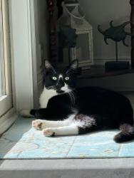 Lost Male Cat last seen Roswell road and Mt Bethel Rd, Marietta, GA 30068