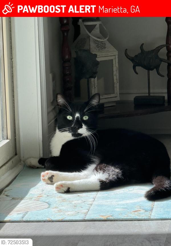 Lost Male Cat last seen Roswell road and Mt Bethel Rd, Marietta, GA 30068