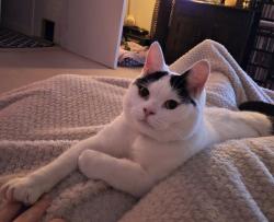 Lost Male Cat last seen Chester Green, Derby, England DE1 3RL