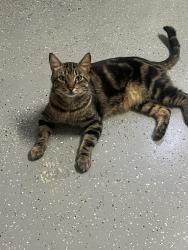 Lost Male Cat last seen Fairway crossing near Fm 2100, Huffman, TX 77336
