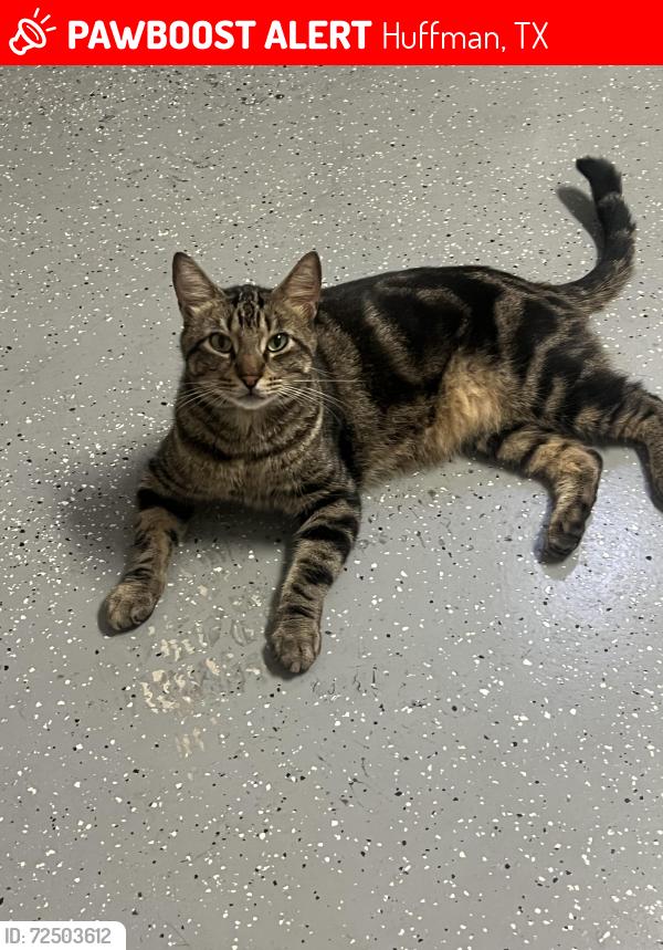 Lost Male Cat last seen Fairway crossing near Fm 2100, Huffman, TX 77336