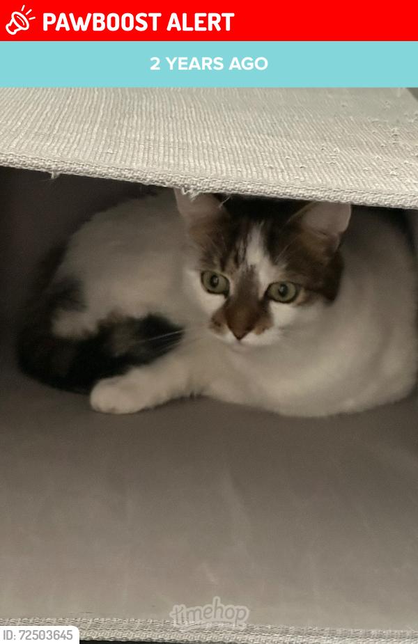 Lost Male Cat last seen Doddington road Newark Road end, Lincolnshire, England LN6 7EN