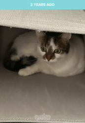 Lost Male Cat last seen Doddington road Newark Road end, Lincolnshire, England LN6 7EN