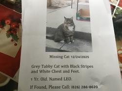 Lost Male Cat last seen Golden West &Nadine in Temple City, ca., Temple City, CA 91780