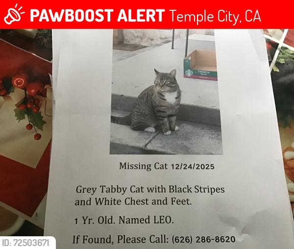 Lost Male Cat last seen Golden West &Nadine in Temple City, ca., Temple City, CA 91780
