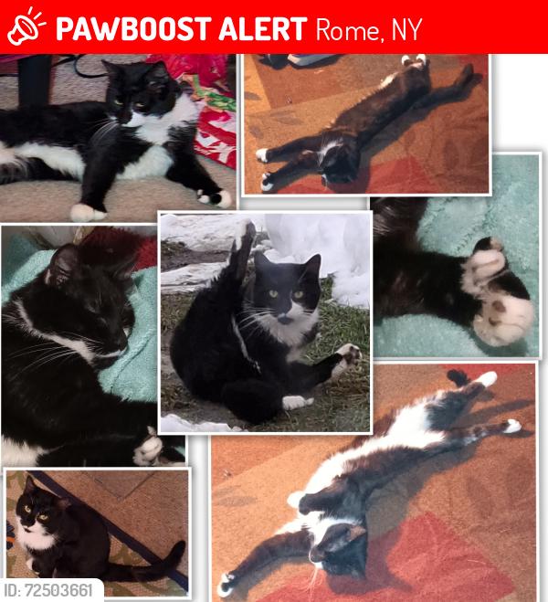 Rome, NY Lost Male Cat, Jose Is Missing | PawBoost
