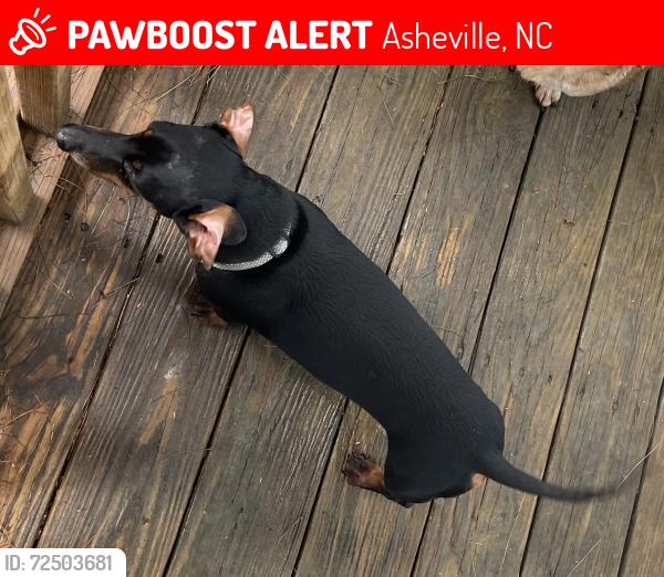 Lost Male Dog last seen Oakhaven Street near Charlotte Highway behind Piazza. , Asheville, NC 28803