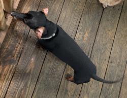 Lost Male Dog last seen Oakhaven Street near Charlotte Highway behind Piazza. , Asheville, NC 28803