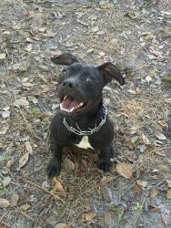 Lost Female Dog last seen N/A, Jacksonville, FL 32208