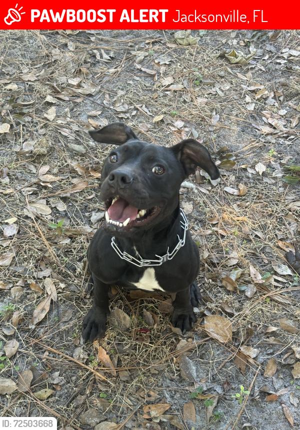 Lost Female Dog last seen N/A, Jacksonville, FL 32208