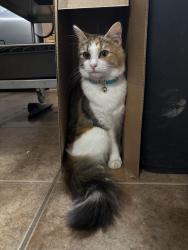 Lost Female Cat last seen Near bronco way , San Antonio, TX 78239