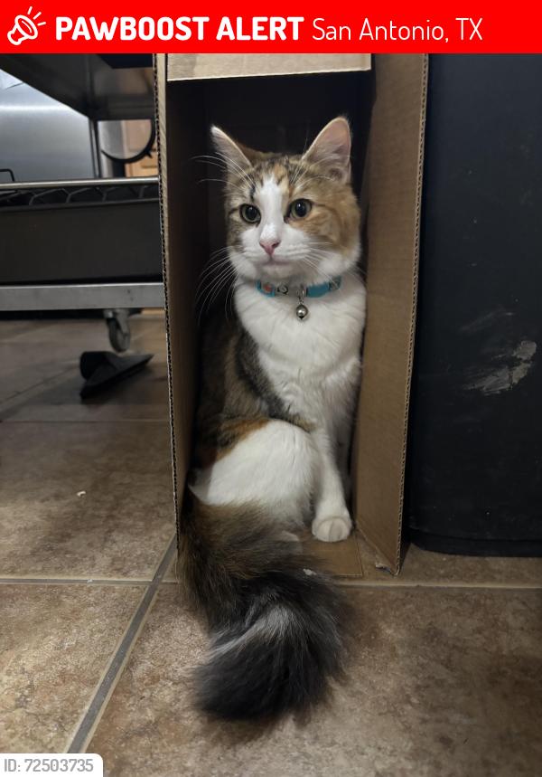 Lost Female Cat last seen Near bronco way , San Antonio, TX 78239
