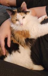 Lost Female Cat last seen Near frontage rd, Asher Point Independent living center, Round Rock Christian Academy , Round Rock, TX 78681
