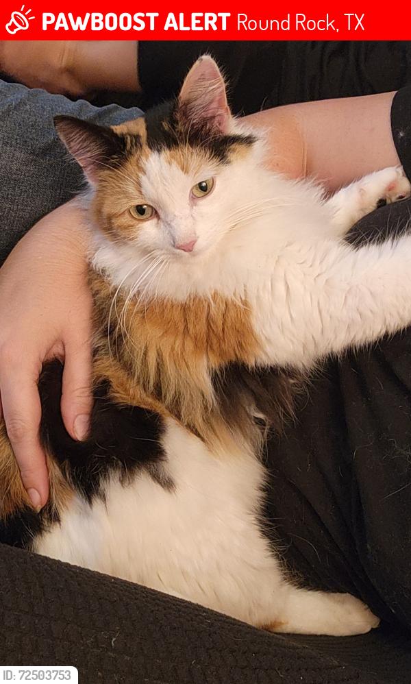 Lost Female Cat last seen Near frontage rd, Asher Point Independent living center, Round Rock Christian Academy , Round Rock, TX 78681