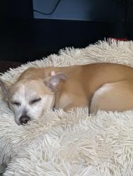 Lost Female Dog last seen Westpark, Houston, TX 77096